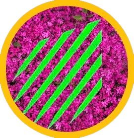 Alternatively Establish